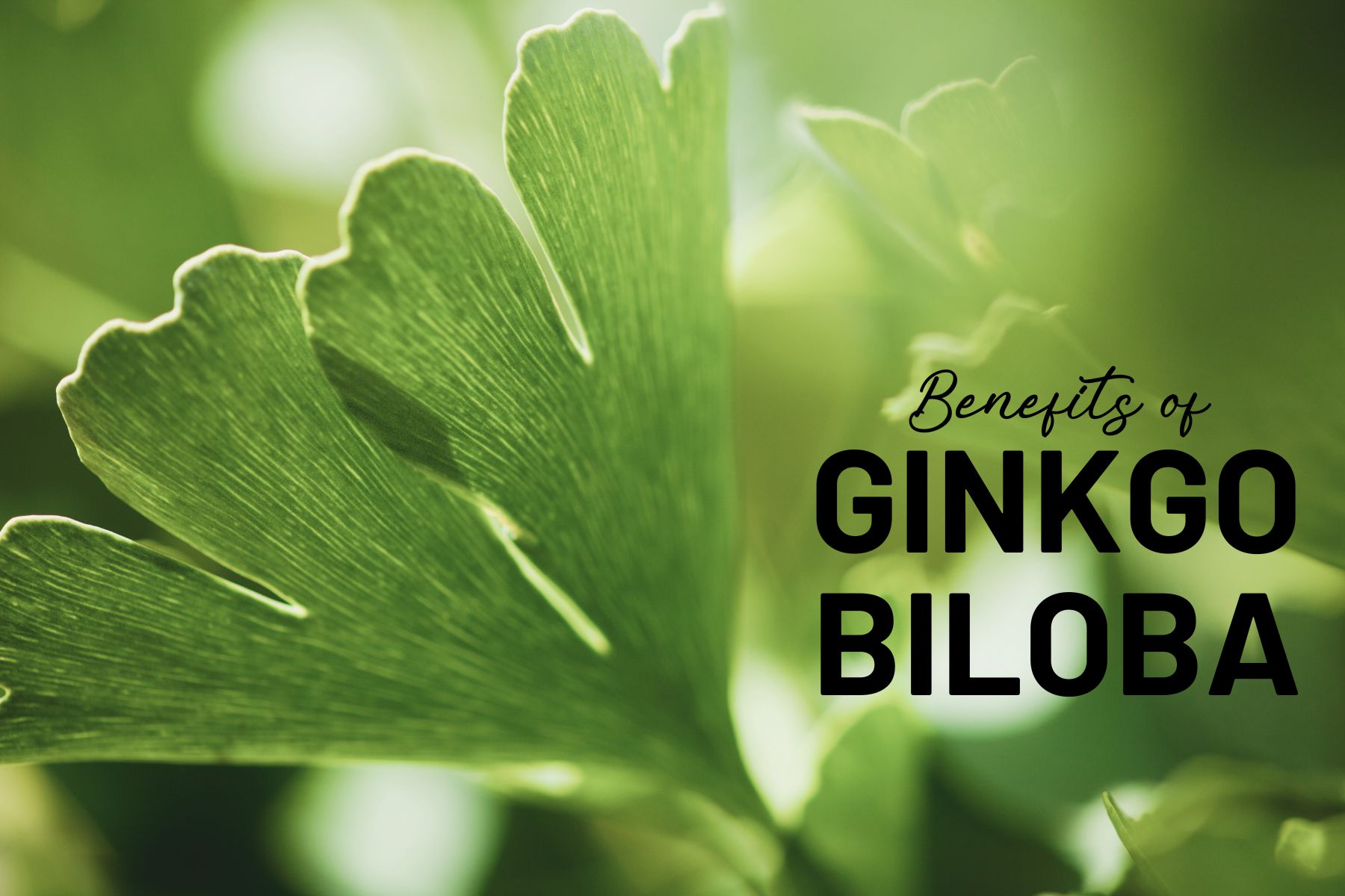 Boost Your Brain Power with Ginkgo Biloba Extract: Unleashing the Benefits of this Super Supplement